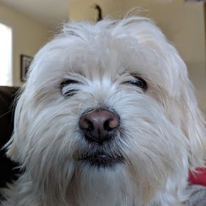 Meet your Posher, Gretchen